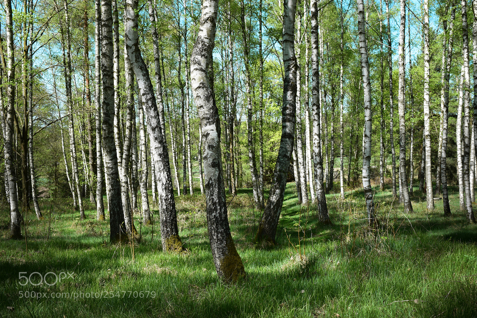 Nikon D5300 sample photo. Birch dream photography