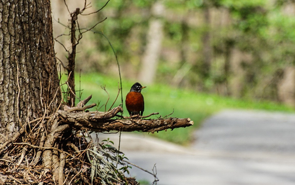 Sony a6000 sample photo. Robin stand photography