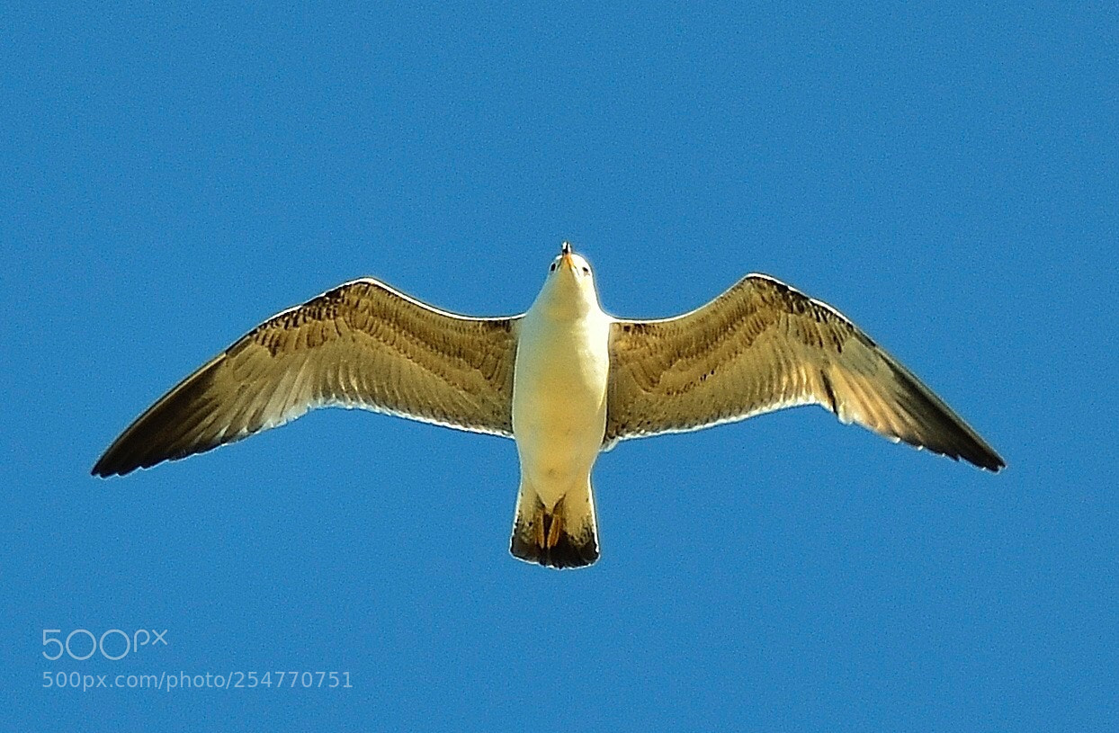 Nikon D7000 sample photo. Seagull in flight photography