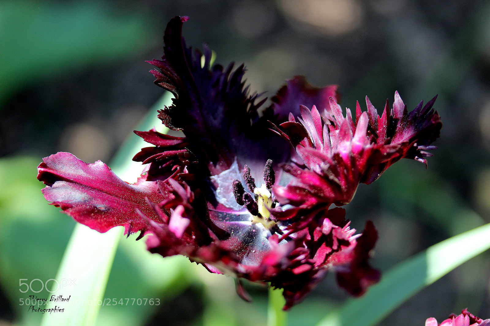 Canon EOS 600D (Rebel EOS T3i / EOS Kiss X5) sample photo. Tulipe perroquet photography