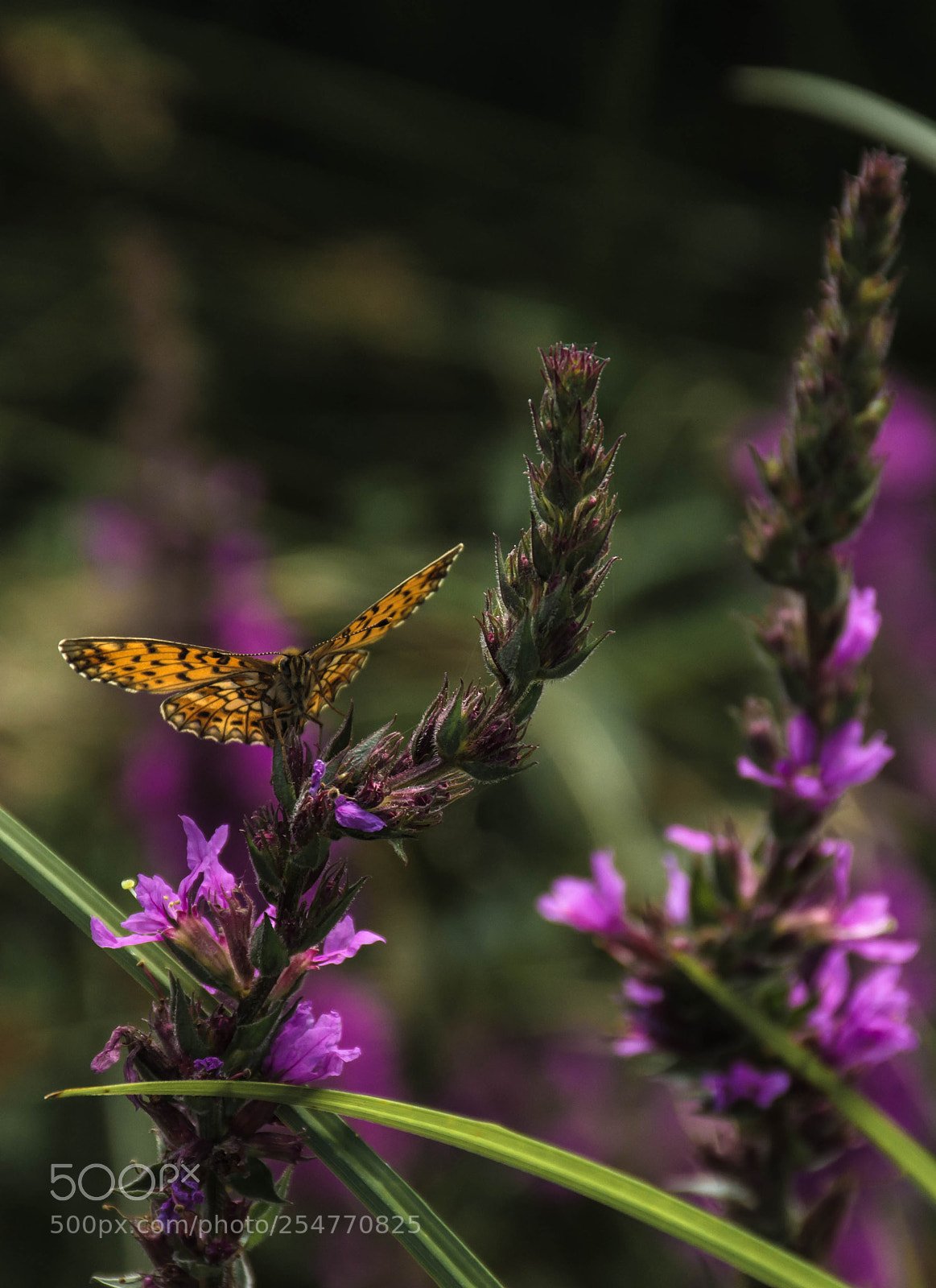 Nikon D7200 sample photo. Summertime photography
