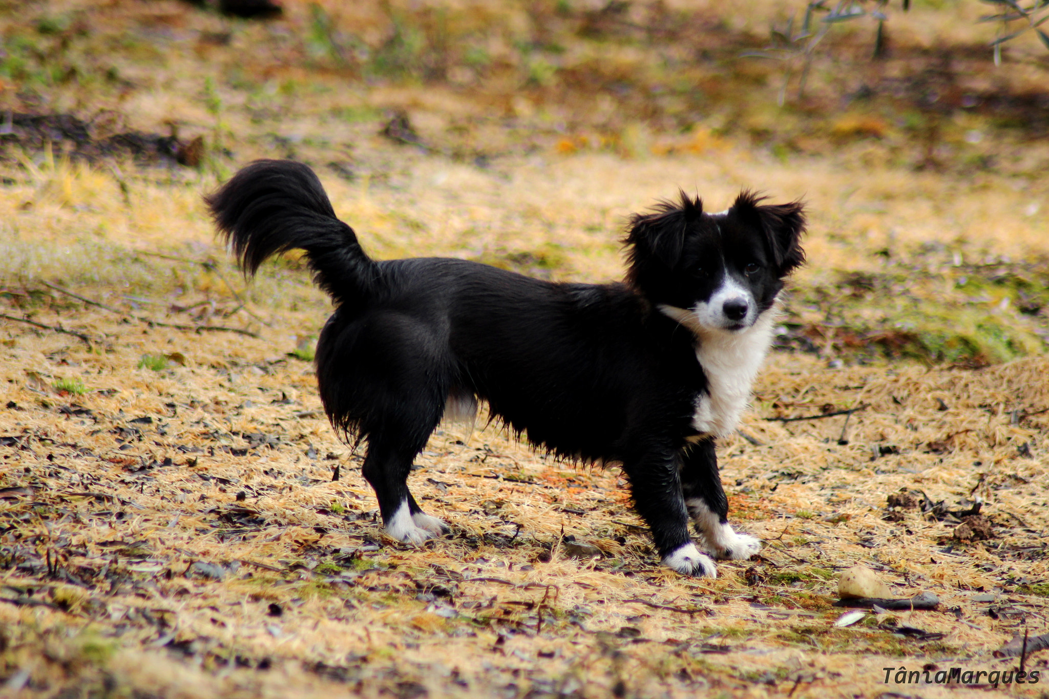Canon EOS 700D (EOS Rebel T5i / EOS Kiss X7i) sample photo. The black dog photography