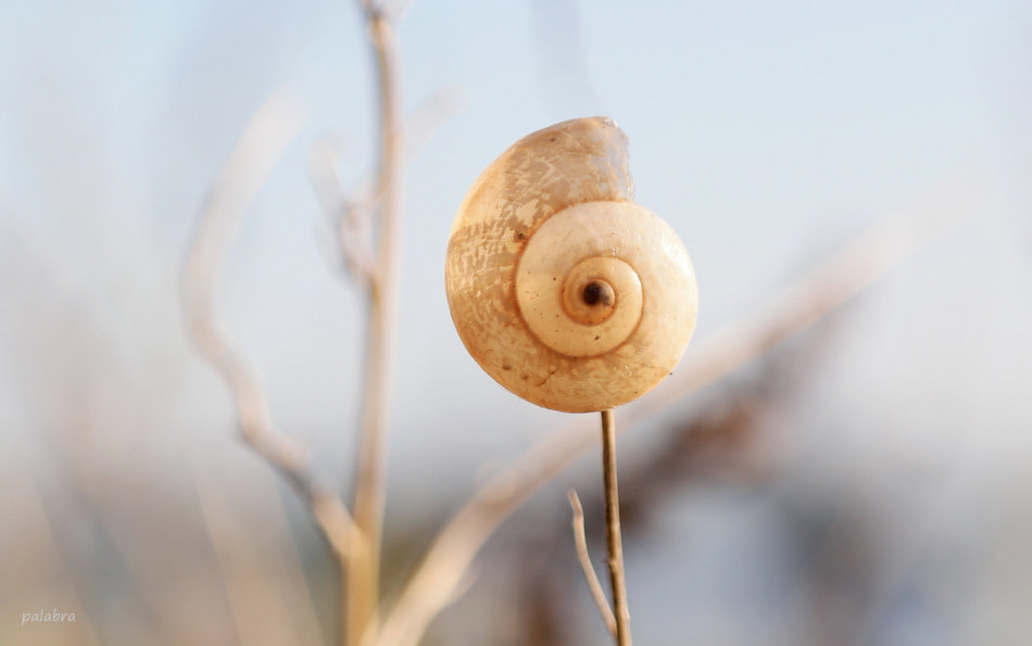 Samsung NX1 sample photo. ... photography