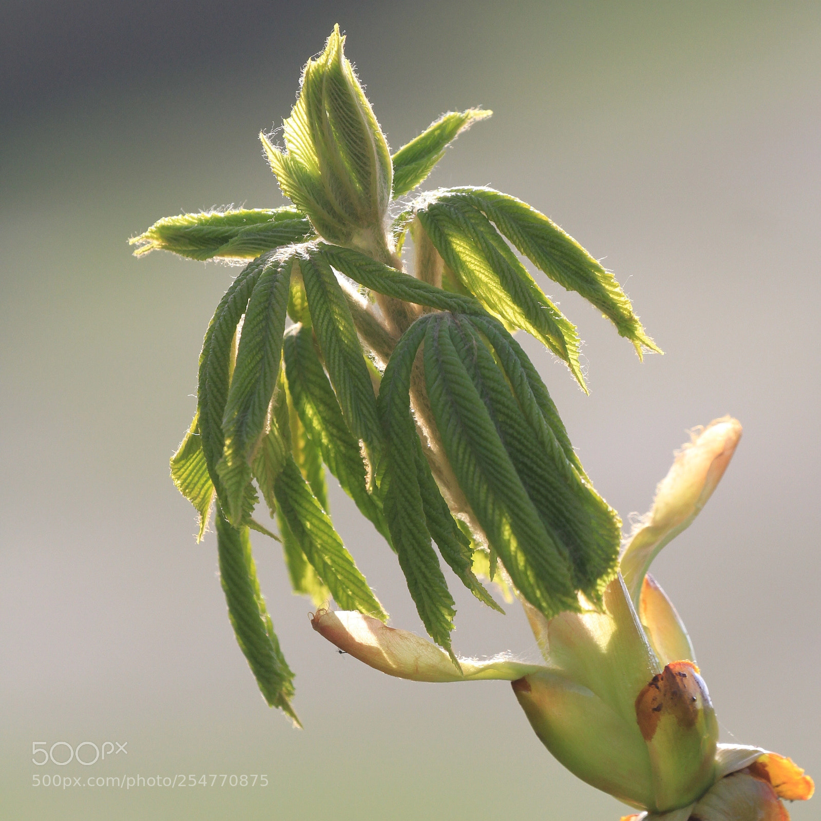 Canon EOS 7D sample photo. Majestically spring! photography