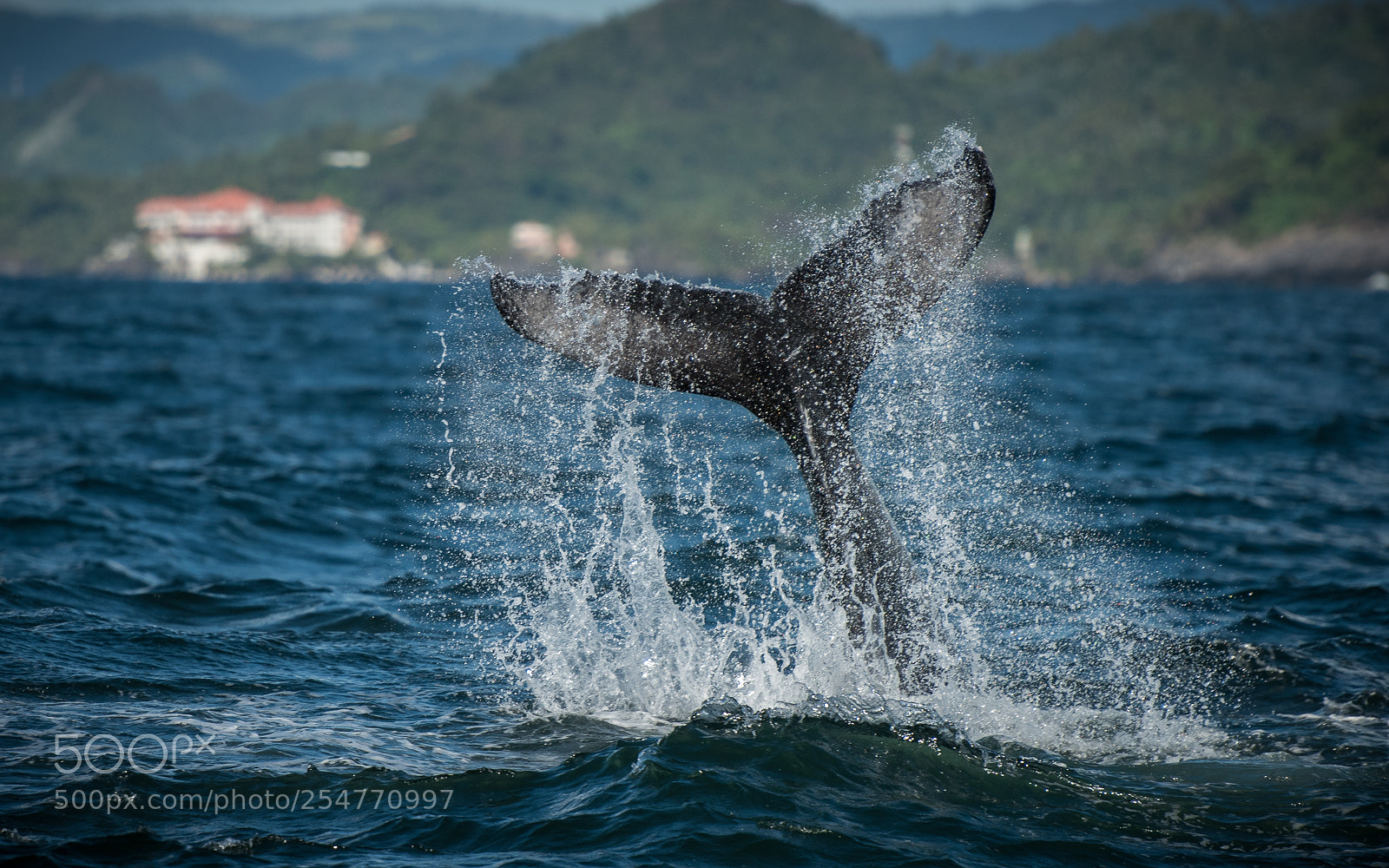 Nikon D810 sample photo. Jumping humpback whale photography