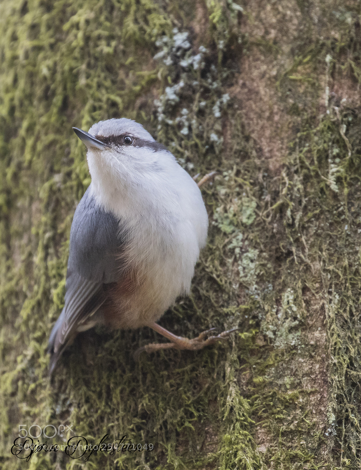 Canon EOS-1D X Mark II sample photo. Nuthatch photography