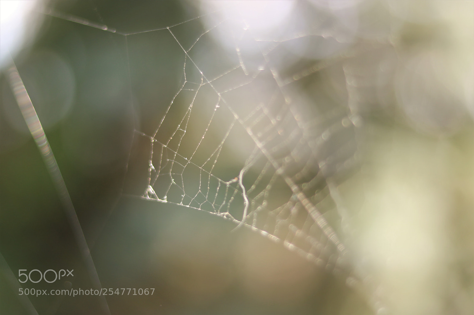 Canon EOS 750D (EOS Rebel T6i / EOS Kiss X8i) sample photo. Cobweb bokeh photography