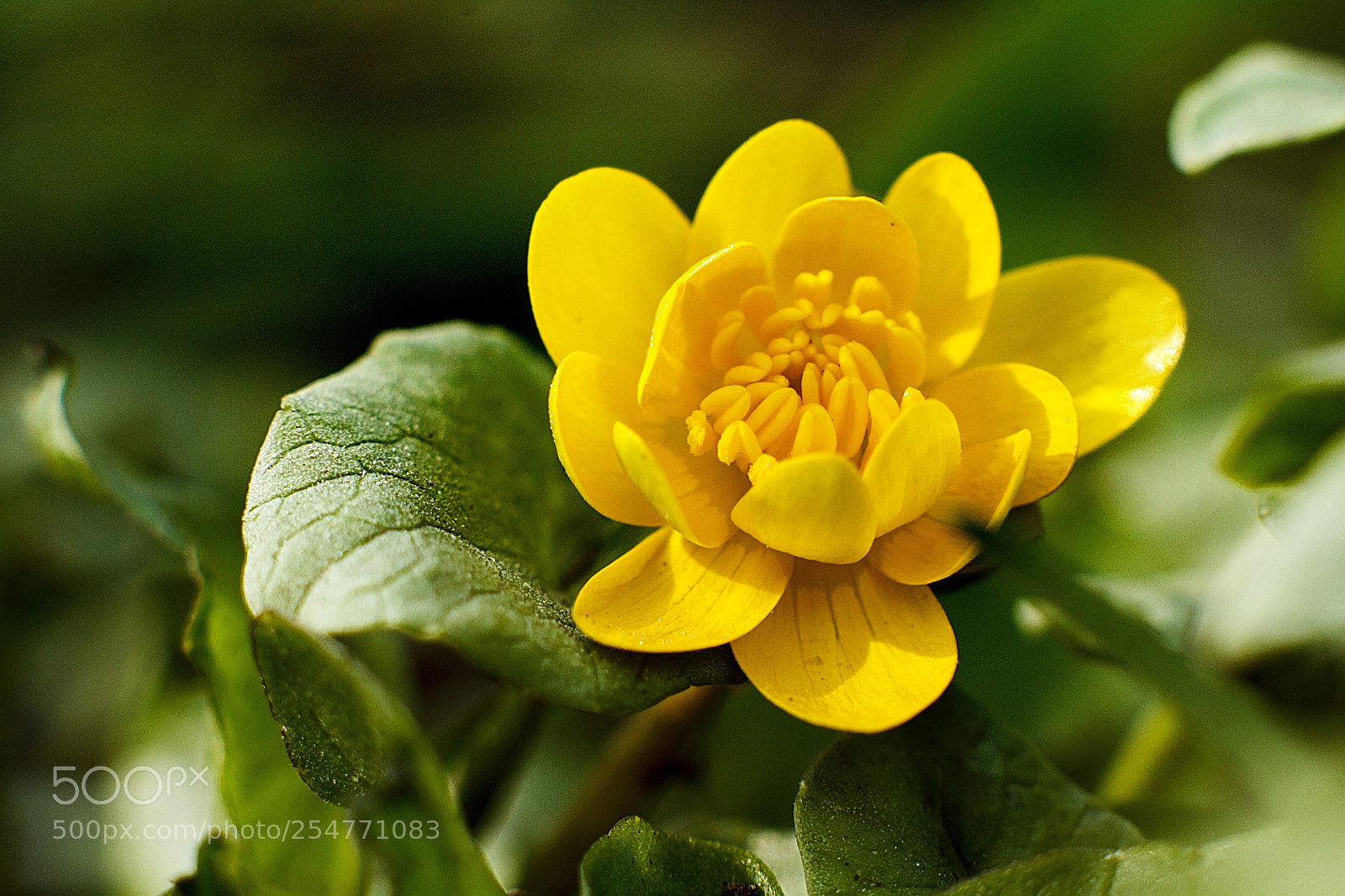 Canon EOS 60D sample photo. Img photography