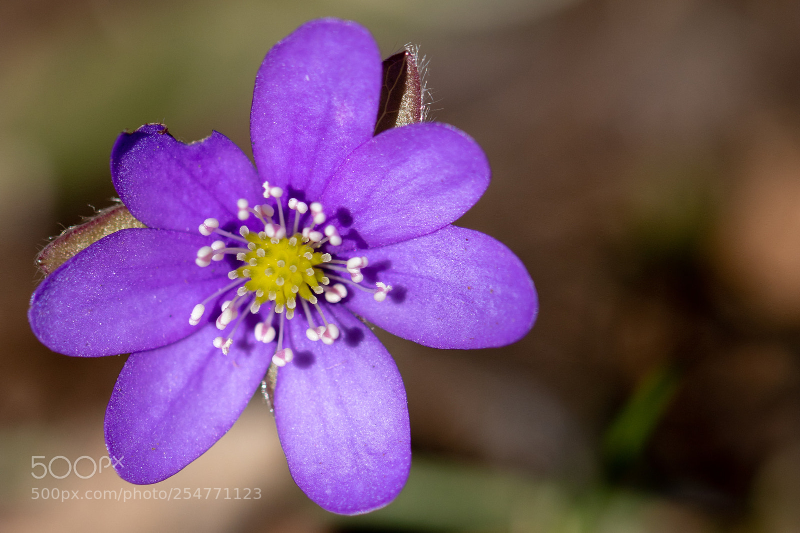 Canon EOS 760D (EOS Rebel T6s / EOS 8000D) sample photo. Common hepatica photography