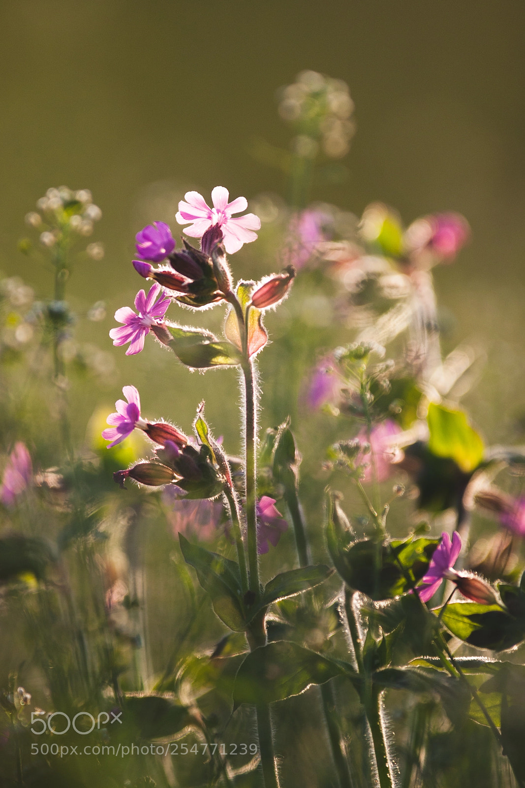 Canon EOS-1D Mark III sample photo. Lovely flower photography