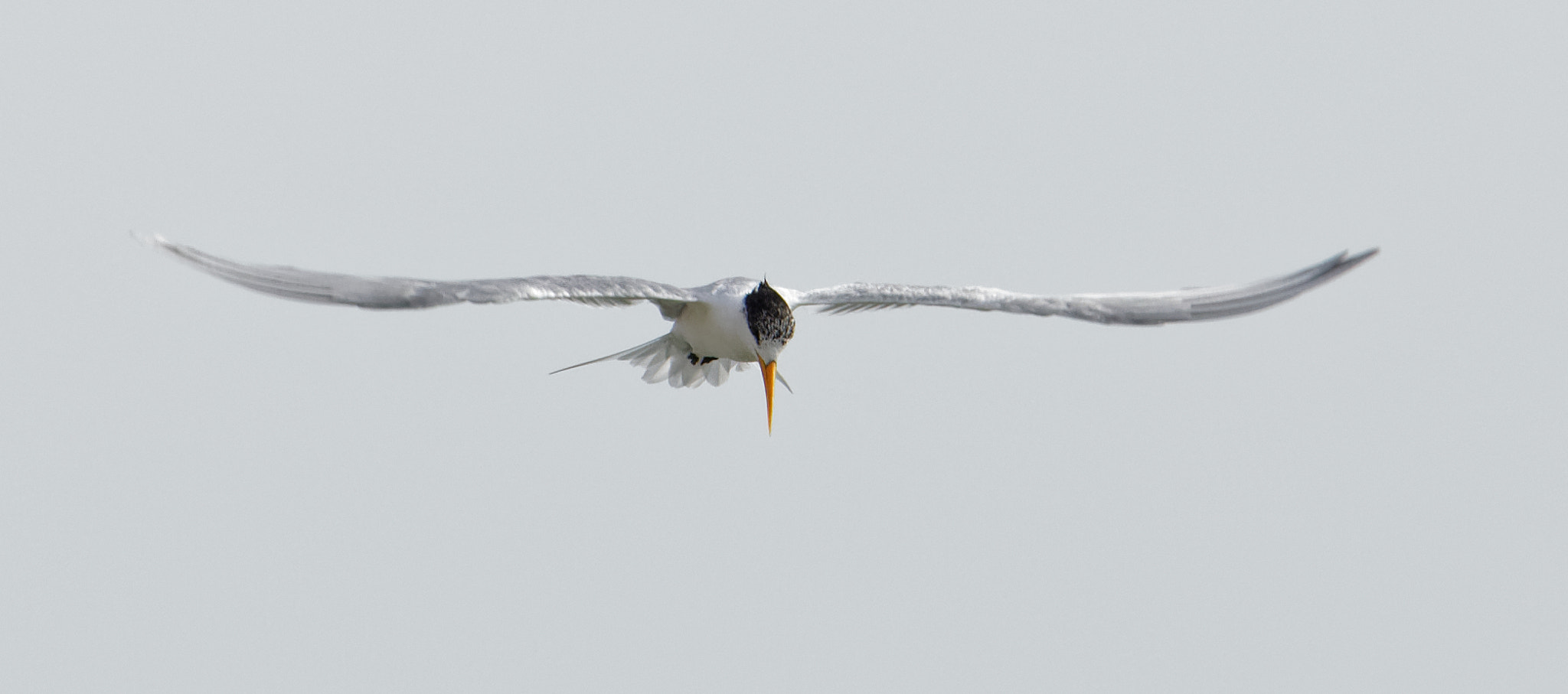Canon EOS 5D Mark IV sample photo. Tern action iii photography