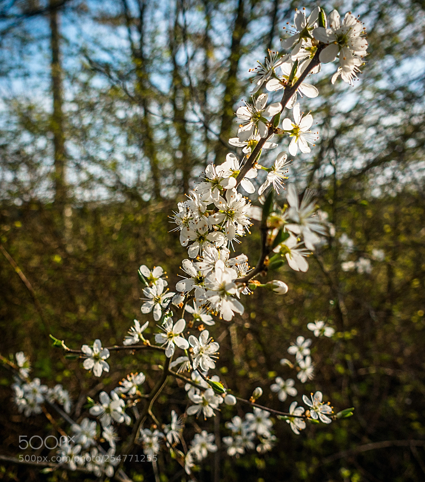 Sony DSC-RX100M5 sample photo. Spring blossom photography