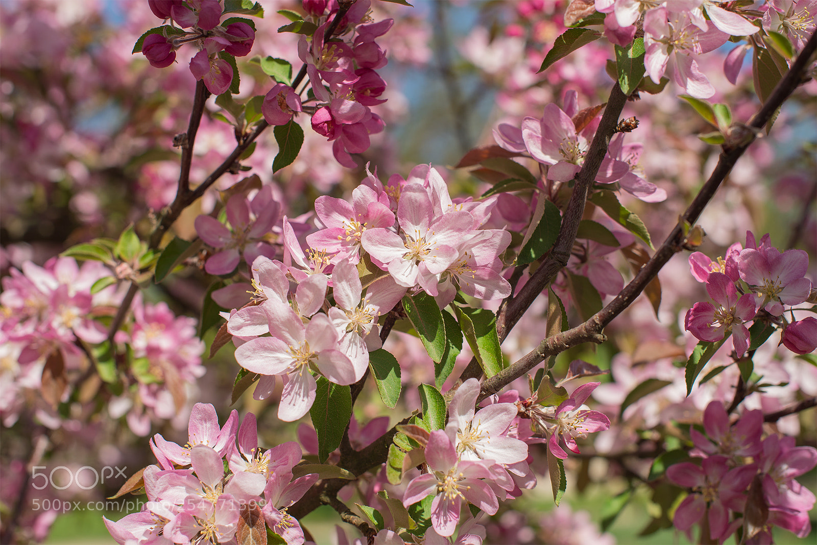 Nikon D610 sample photo. The world of cherry photography
