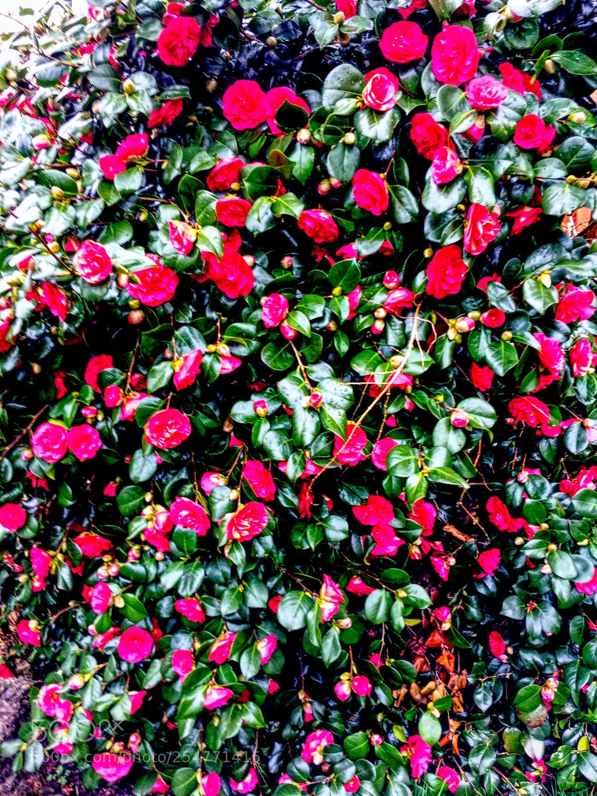 Apple iPhone 5s sample photo. Camellia bush in spring photography