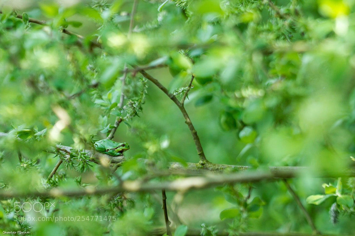 Canon EOS 7D sample photo. Rainette verte (hyla arborea) photography