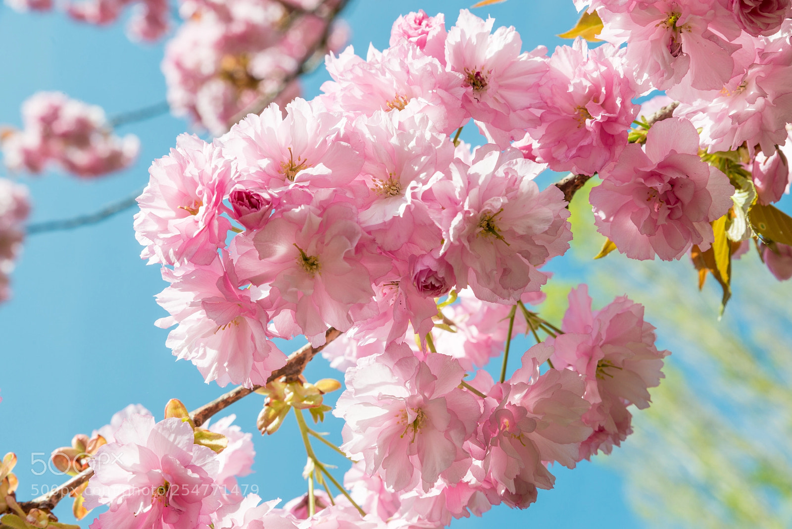Nikon D800 sample photo. Hanami in berlin. photography