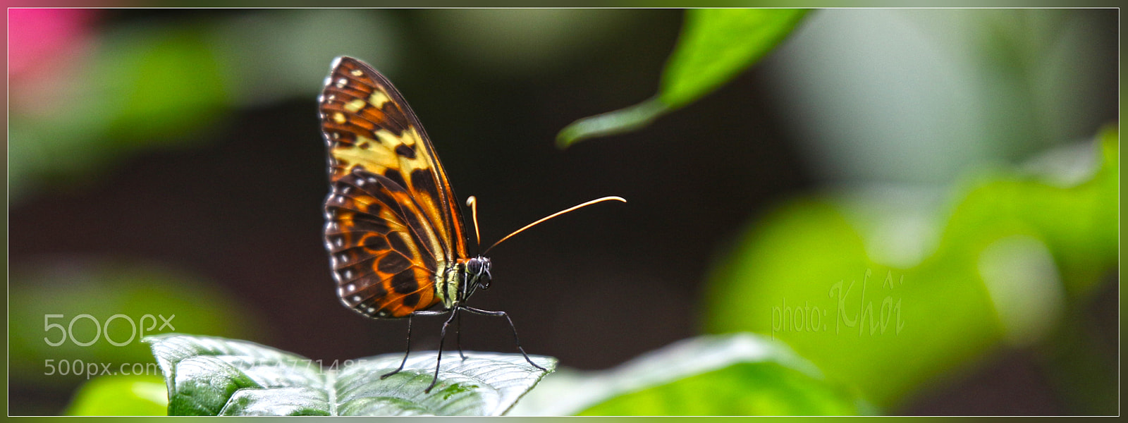 Canon EOS 70D sample photo. Butterfly photography
