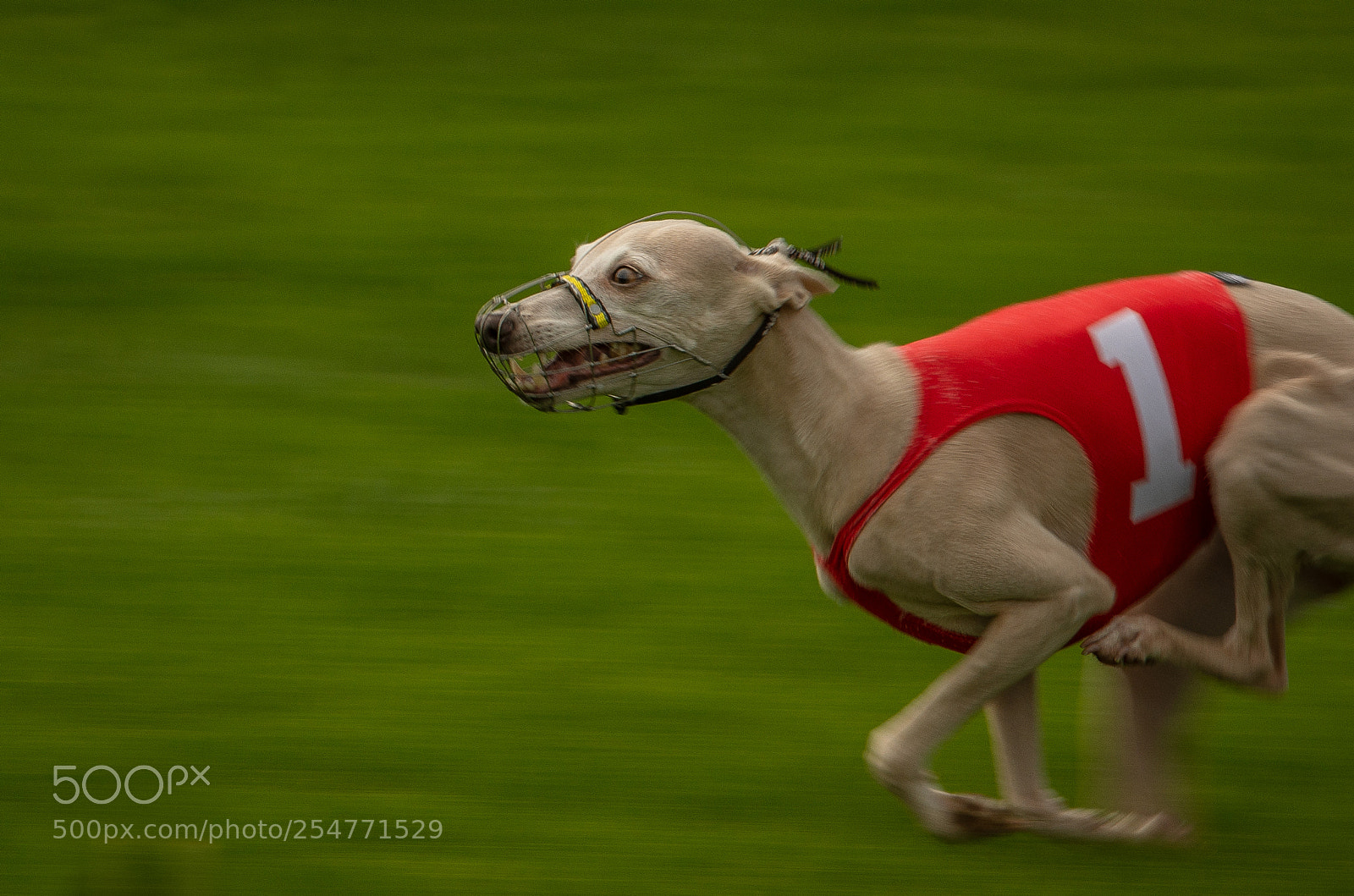 Nikon D7200 sample photo. Speedy dog photography