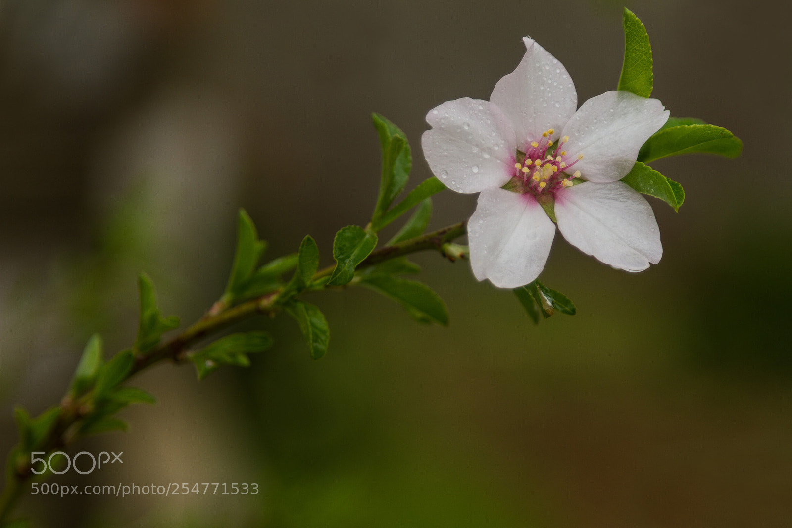 Canon EOS 7D sample photo. Remains of rain photography