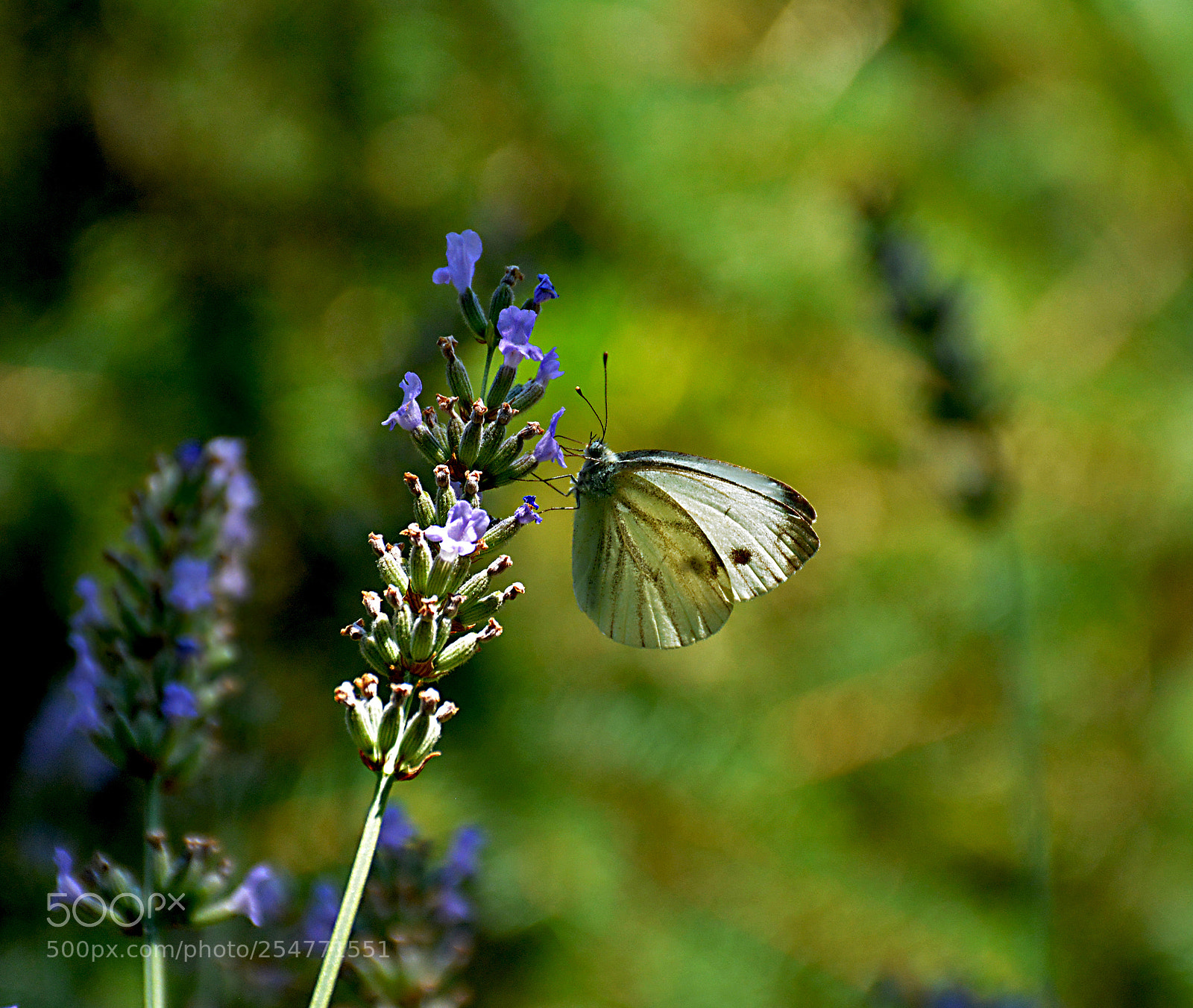 Nikon D5200 sample photo. Lavender photography