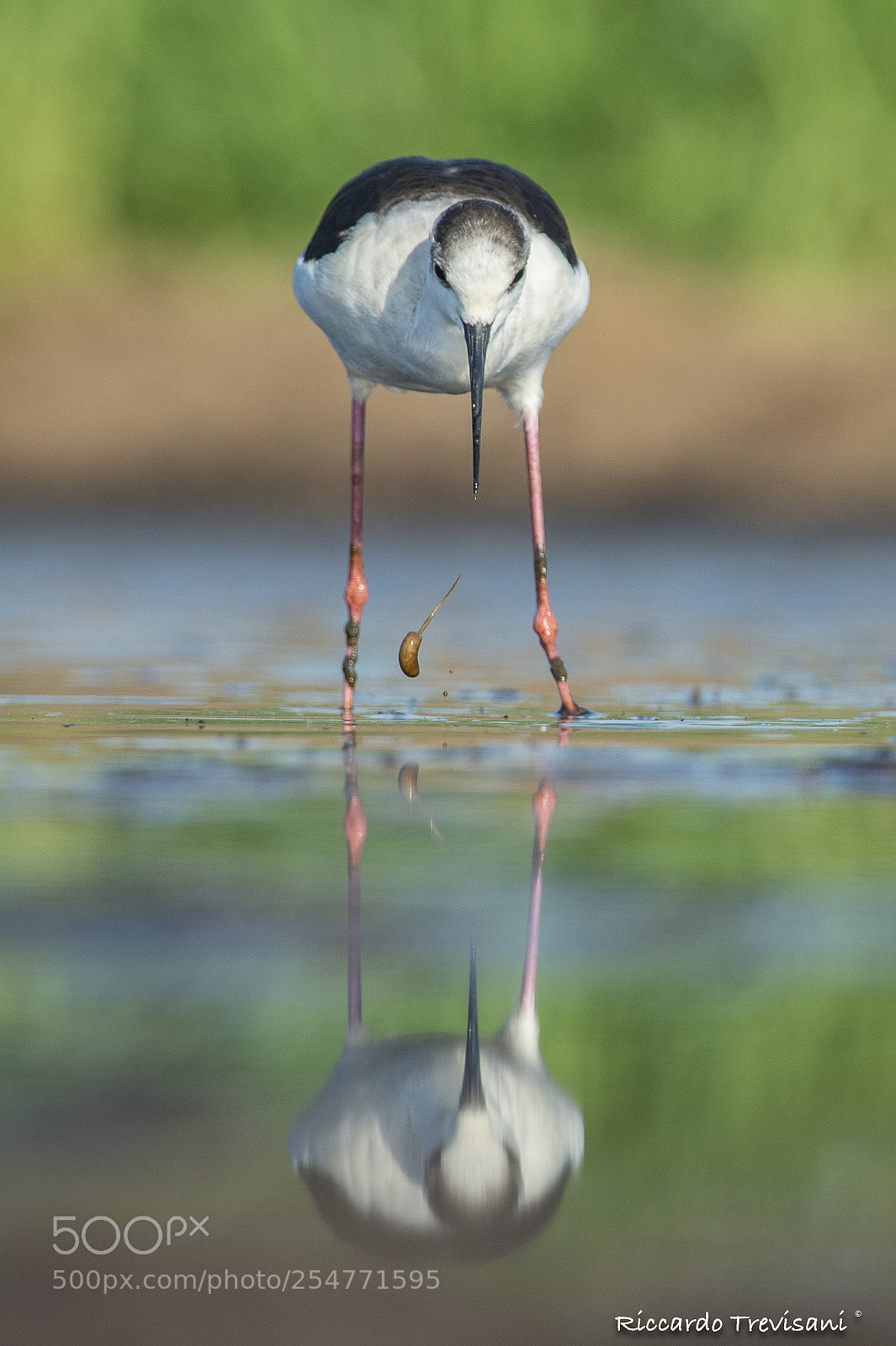 Nikon D4 sample photo. Black winged stilt photography