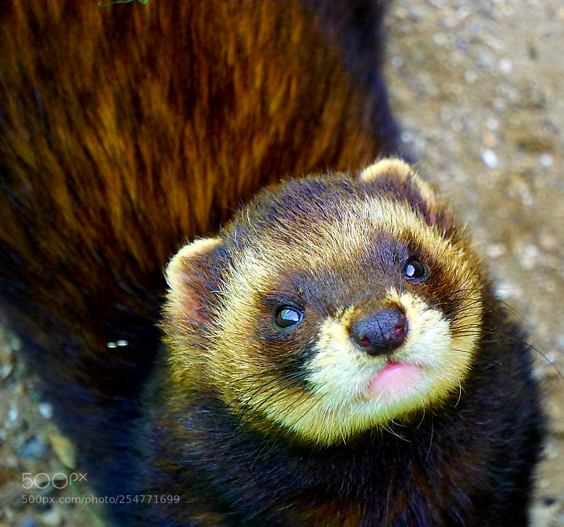 Sony a6000 sample photo. Face of a polecat photography