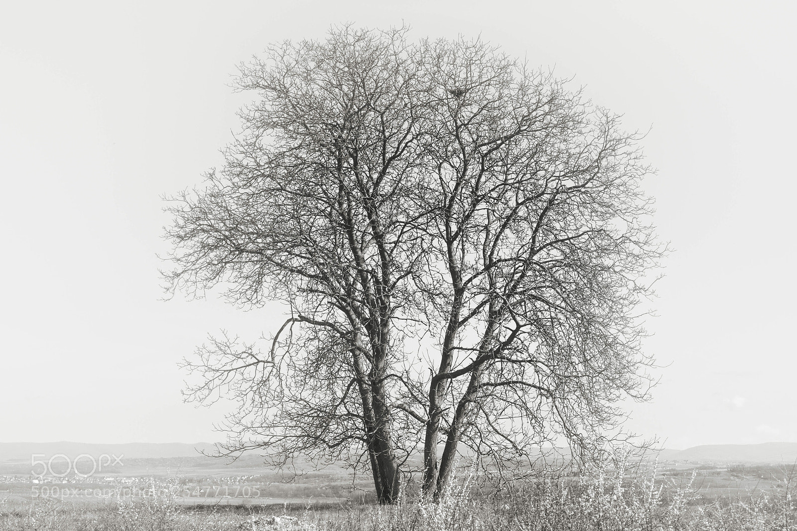 Canon EOS 7D sample photo. Tree photography
