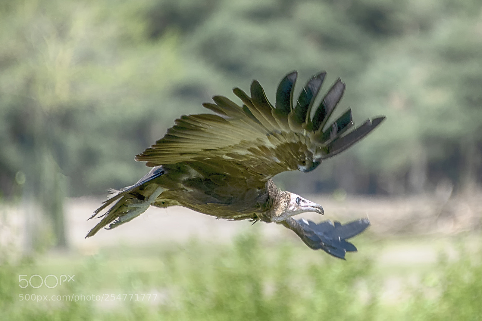 Nikon D850 sample photo. Flight photography