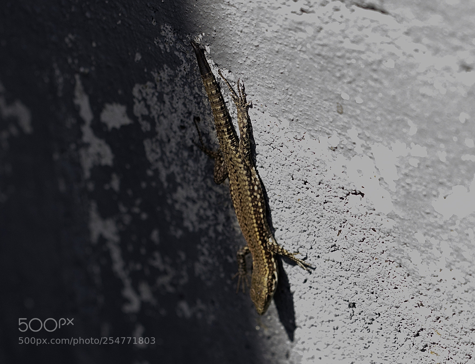 Canon EOS 7D Mark II sample photo. Shadows photography