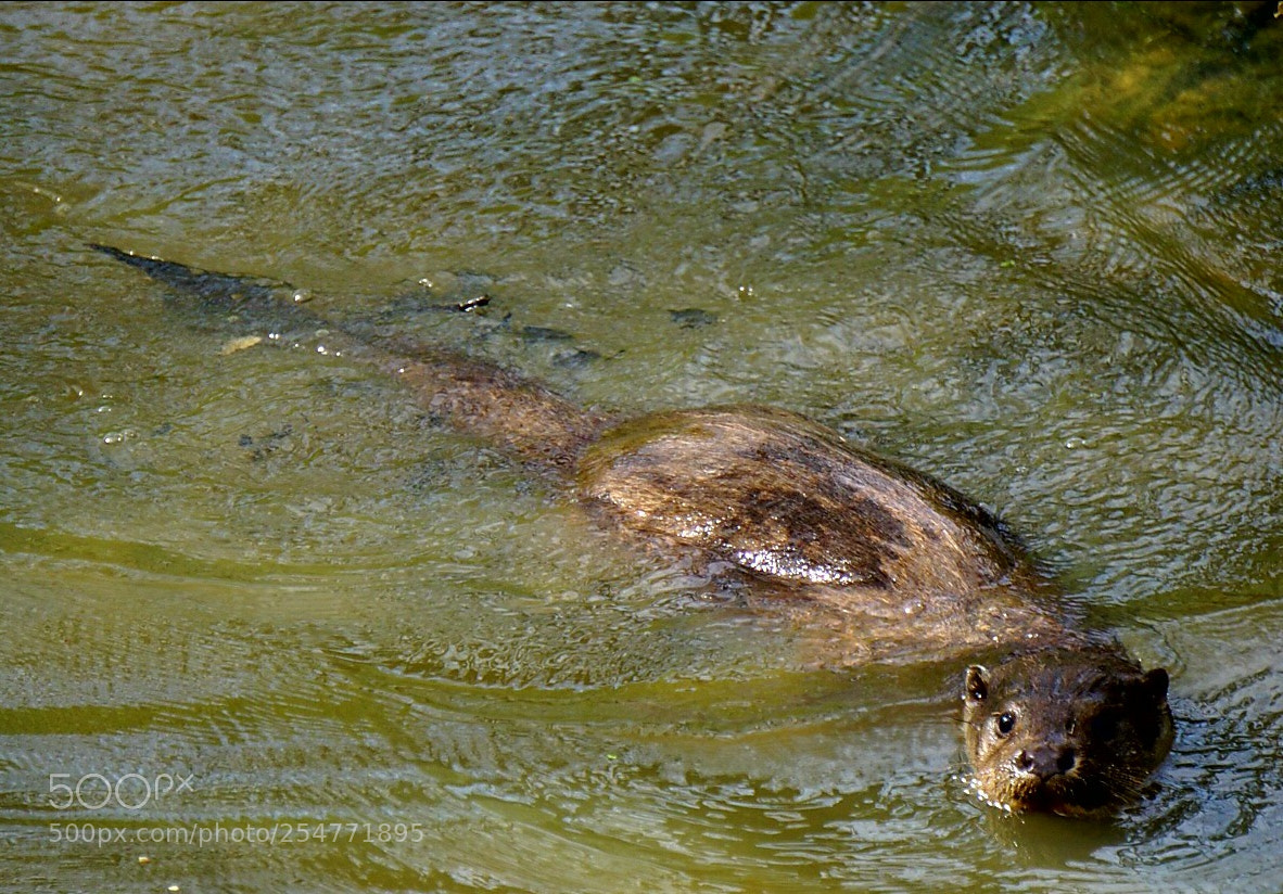 Sony a6000 sample photo. Otter keeping cool photography