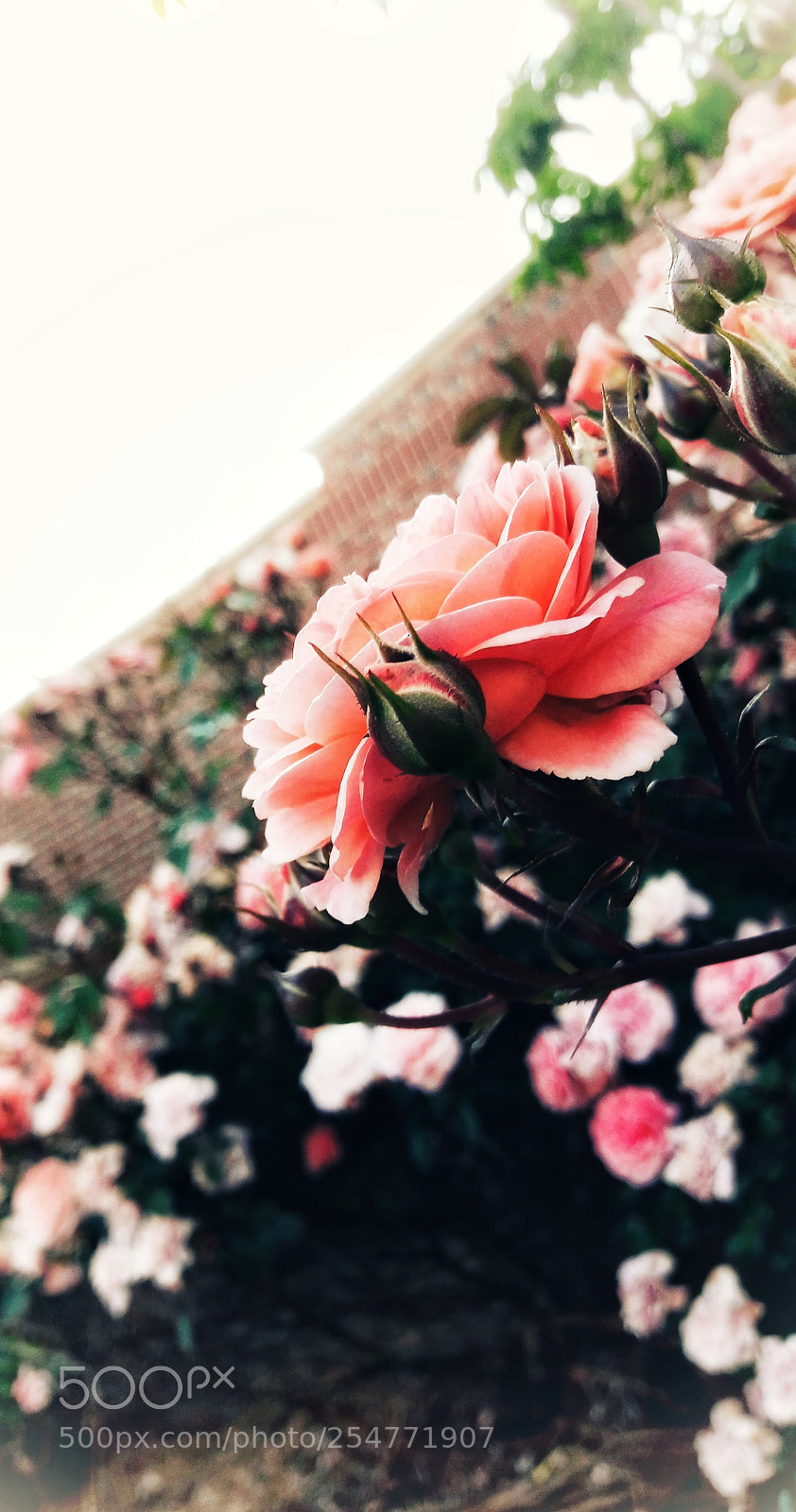 Samsung Galaxy A5(2016) sample photo. Gifts of spring photography