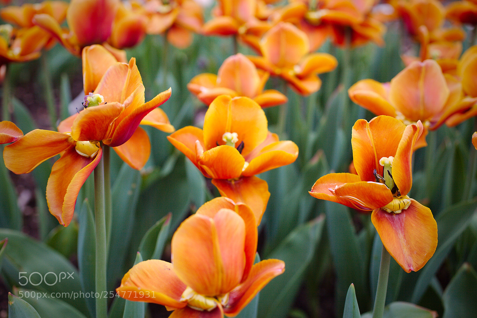 Canon EOS 5D Mark II sample photo. Tulips photography