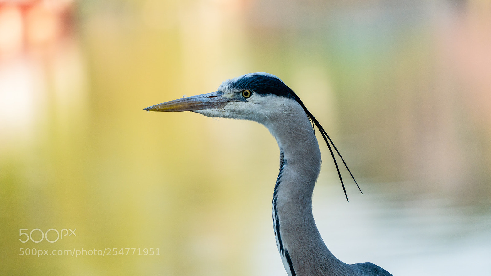 Sony a7 III sample photo. Grey heron portrait photography