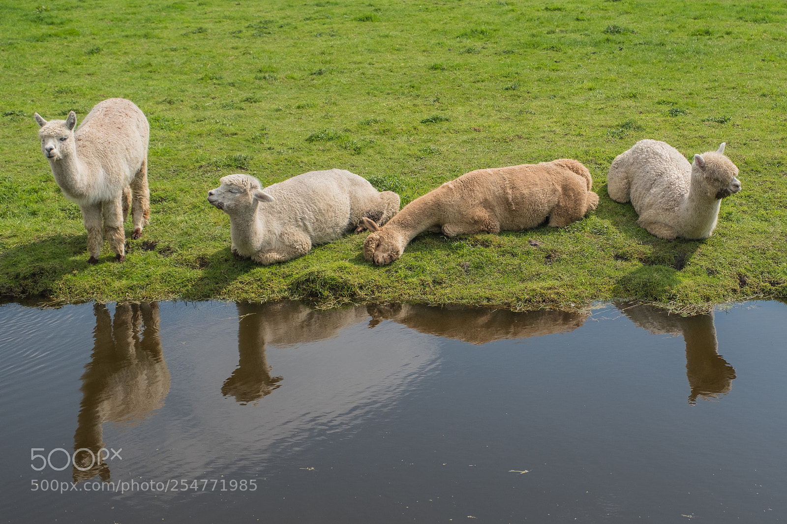 Fujifilm X-T2 sample photo. Llamas photography