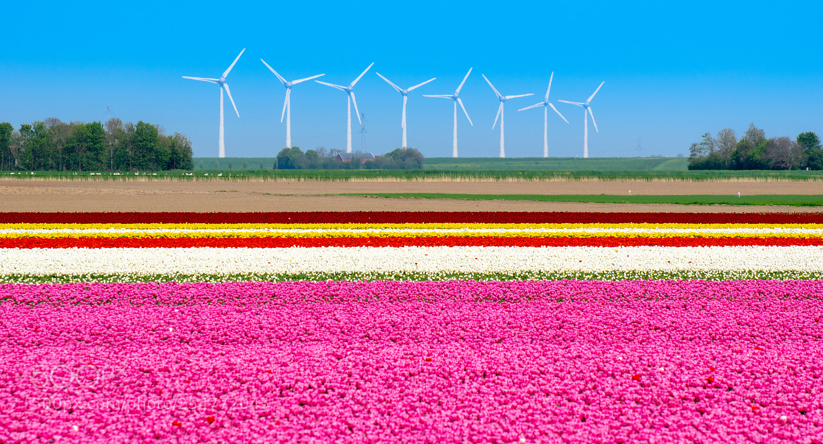 Nikon D5300 sample photo. Tulips + windmills photography