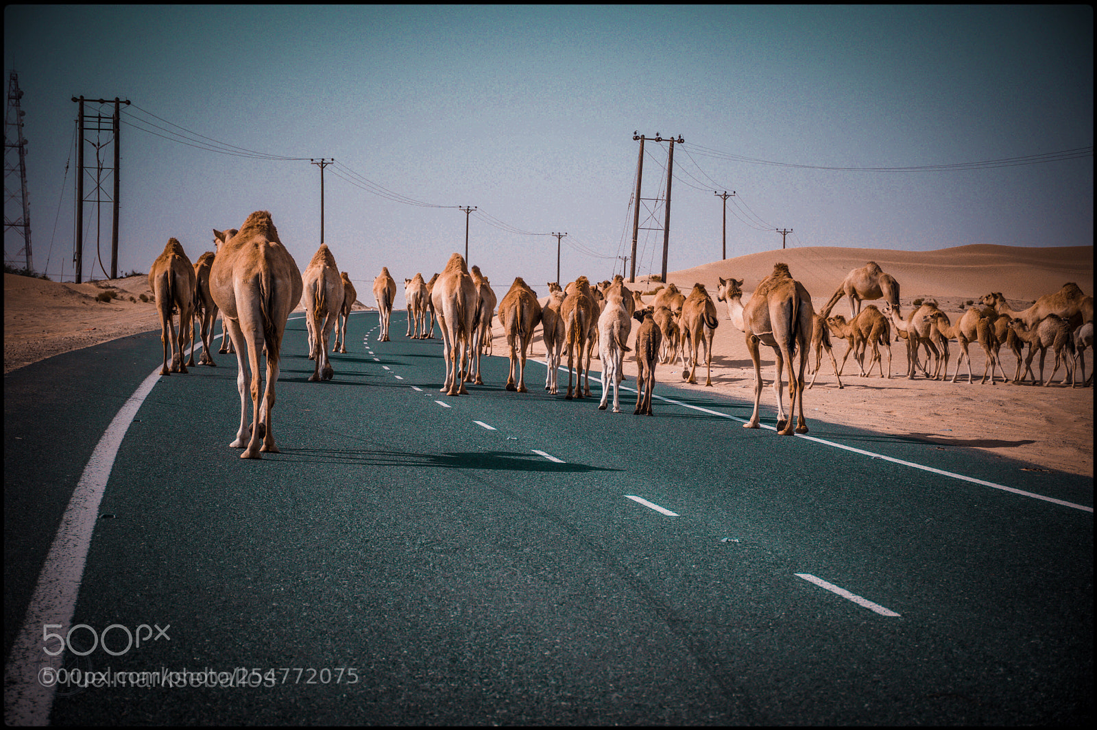 Nikon D5500 sample photo. Camels in the street photography