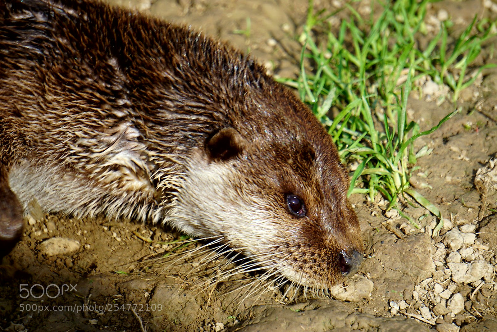 Sony a6000 sample photo. Otter photography