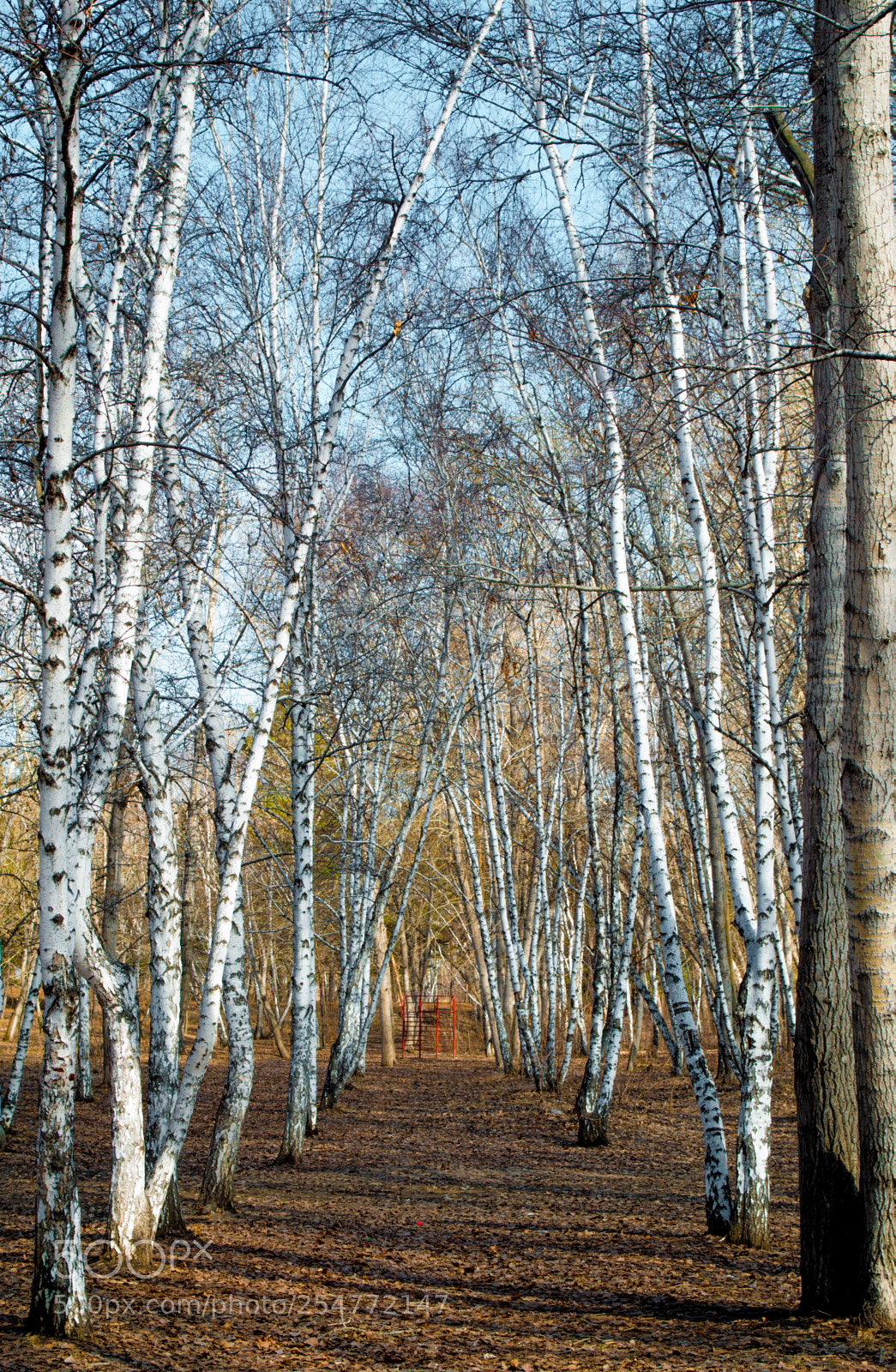 Nikon D3100 sample photo. Берёзовая аллея весной photography