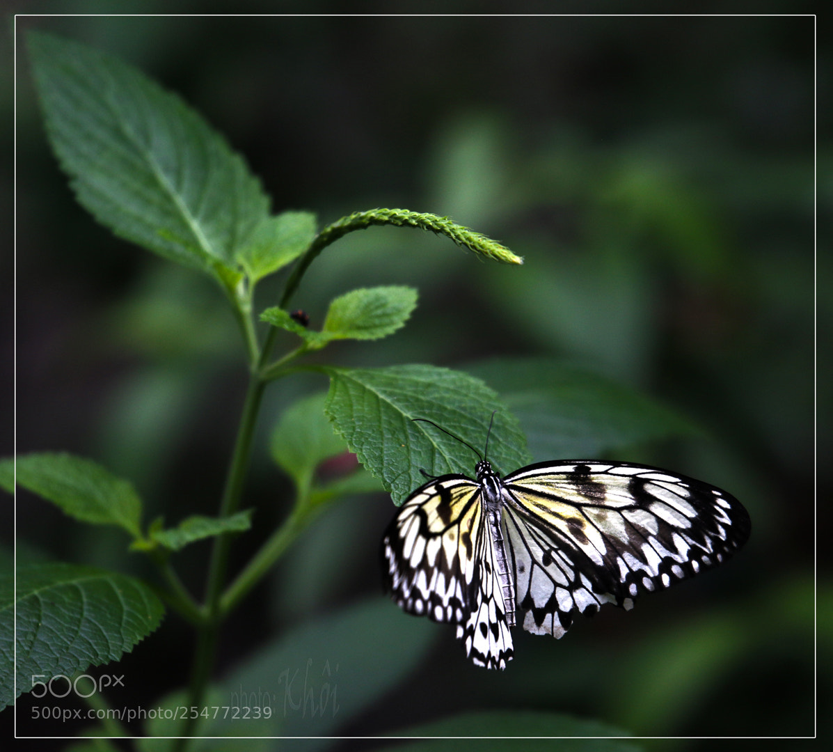 Canon EOS 70D sample photo. Butterfly photography