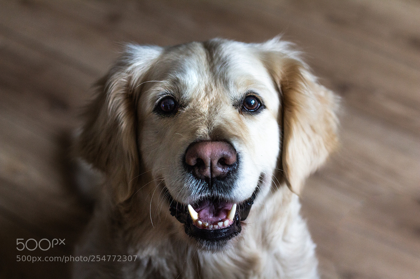 Canon EOS 700D (EOS Rebel T5i / EOS Kiss X7i) sample photo. Millie's portrait photography