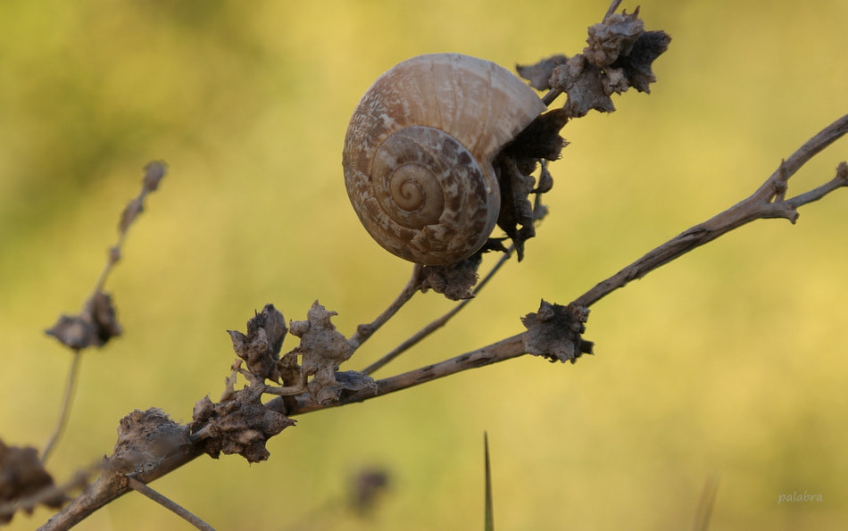 Samsung NX1 sample photo. ... photography