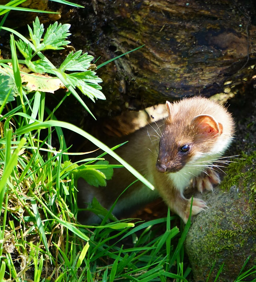Sony a6000 sample photo. Stoat taking a break photography