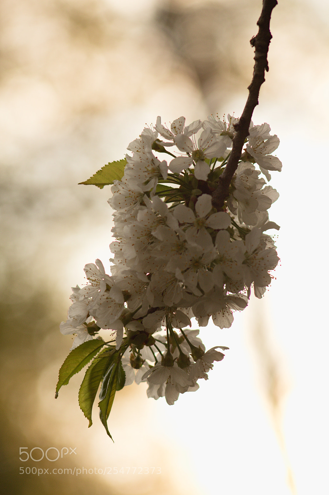 Canon EOS 60D sample photo. Sunset on the cherry photography