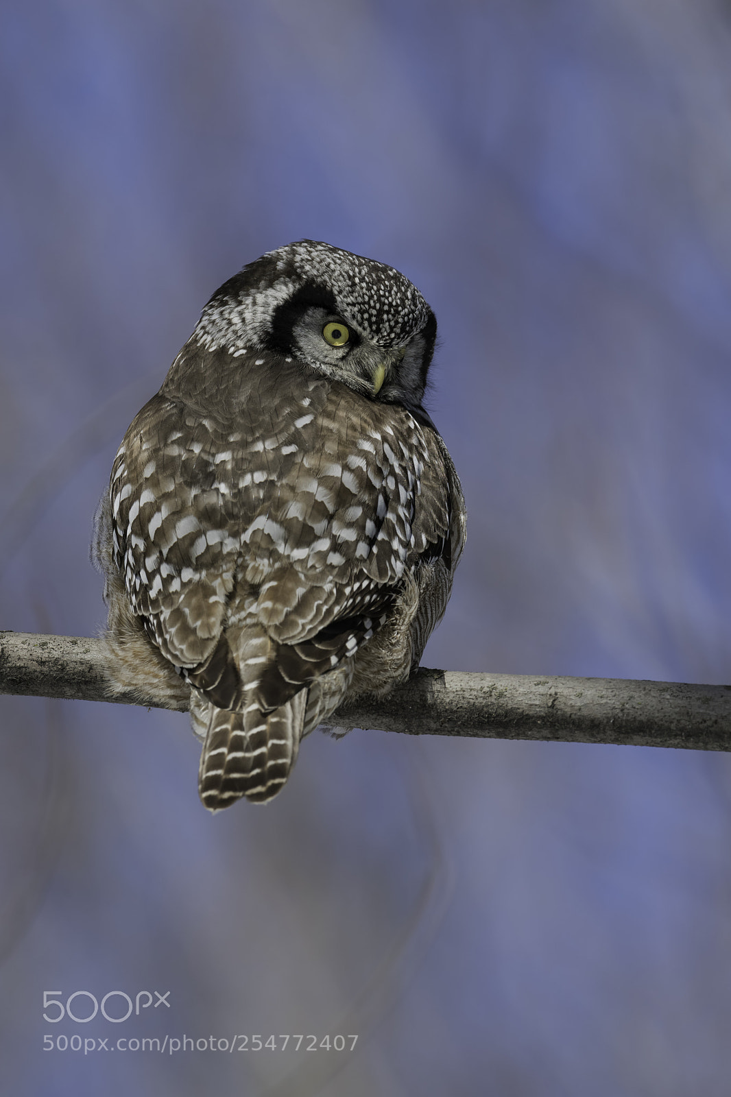 Nikon D850 sample photo. Northern hawk owl photography