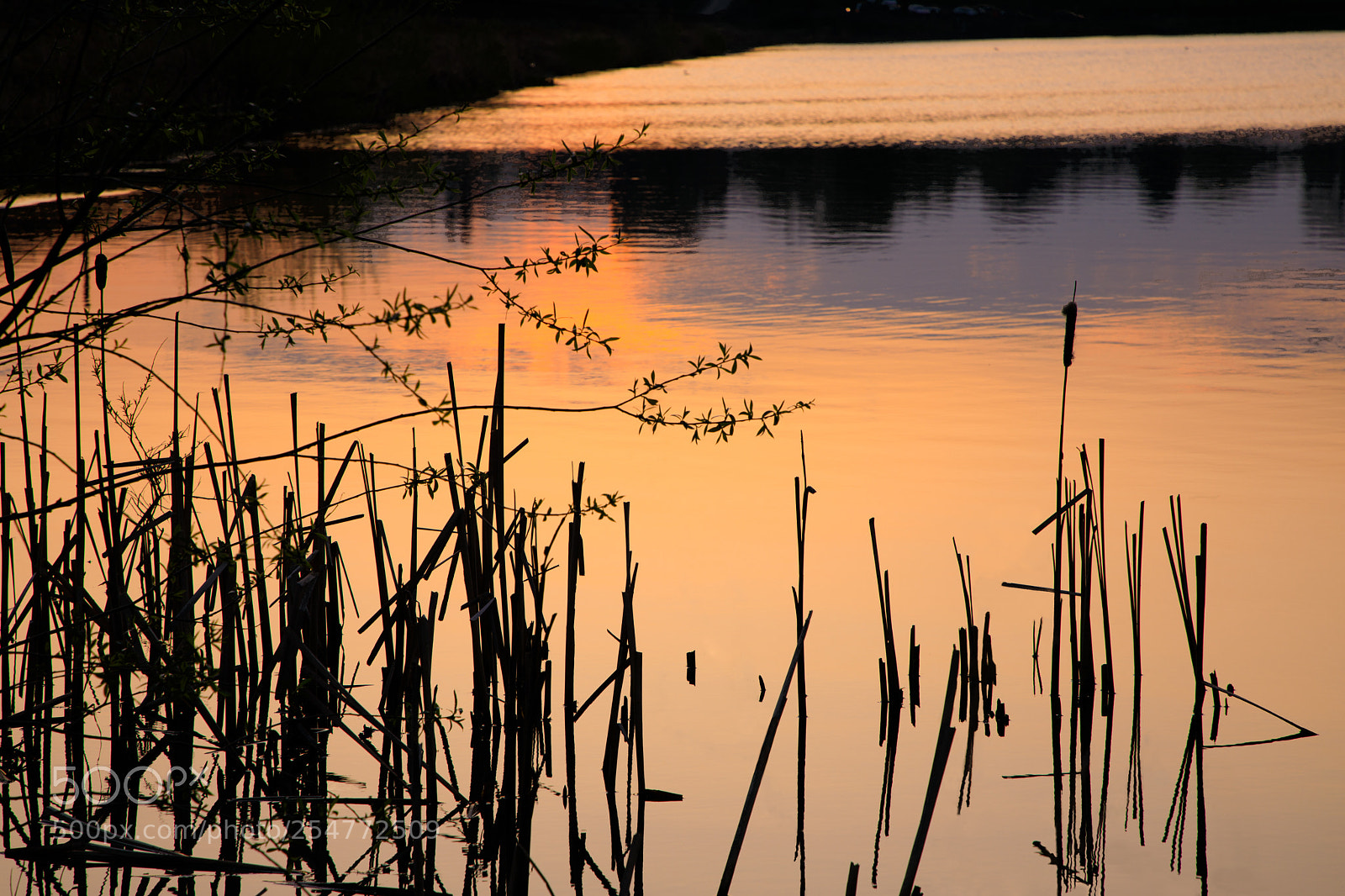 Canon EOS 5D Mark IV sample photo. Sunset through reeds photography