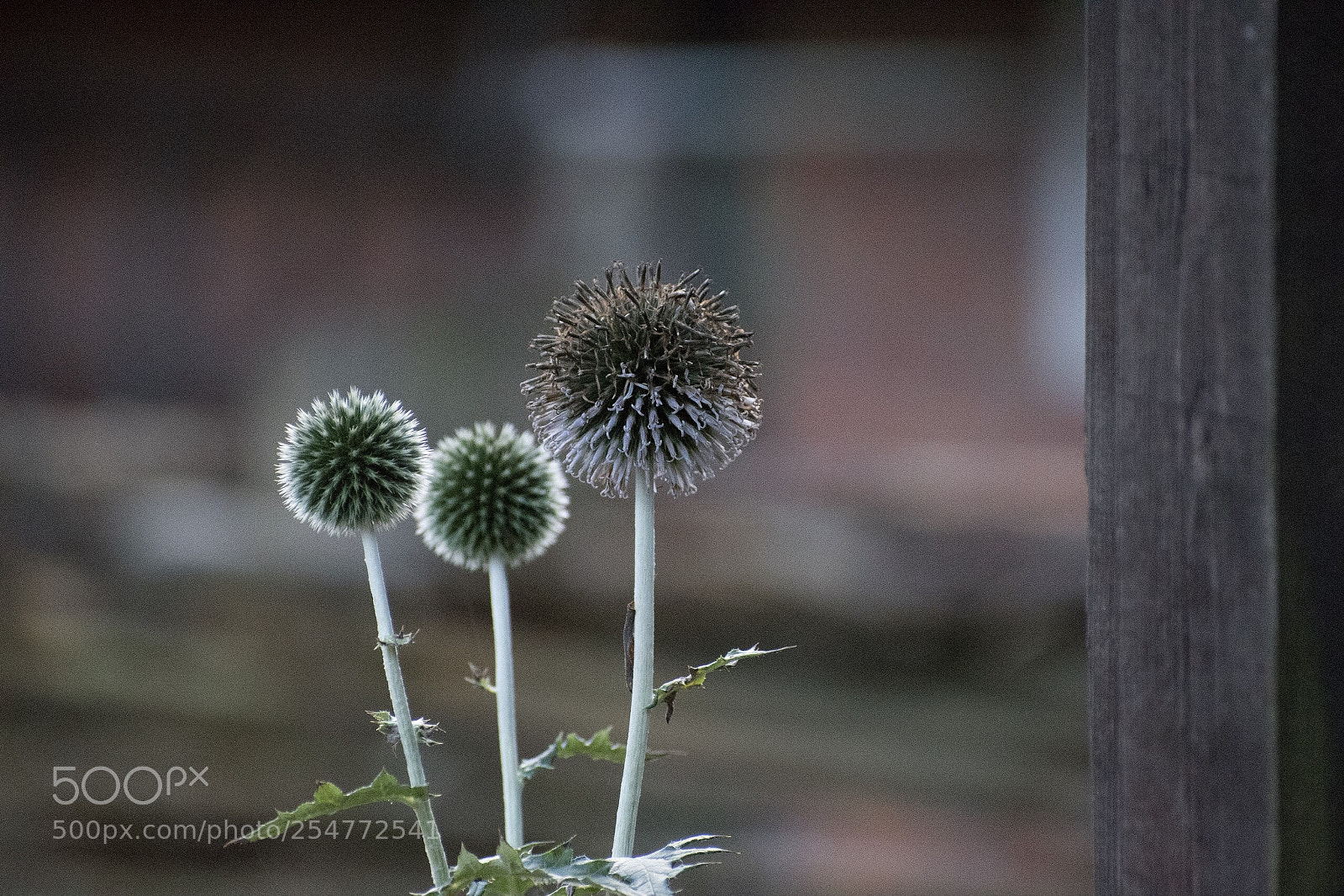 Nikon D5600 sample photo. Am wegesrand  photography