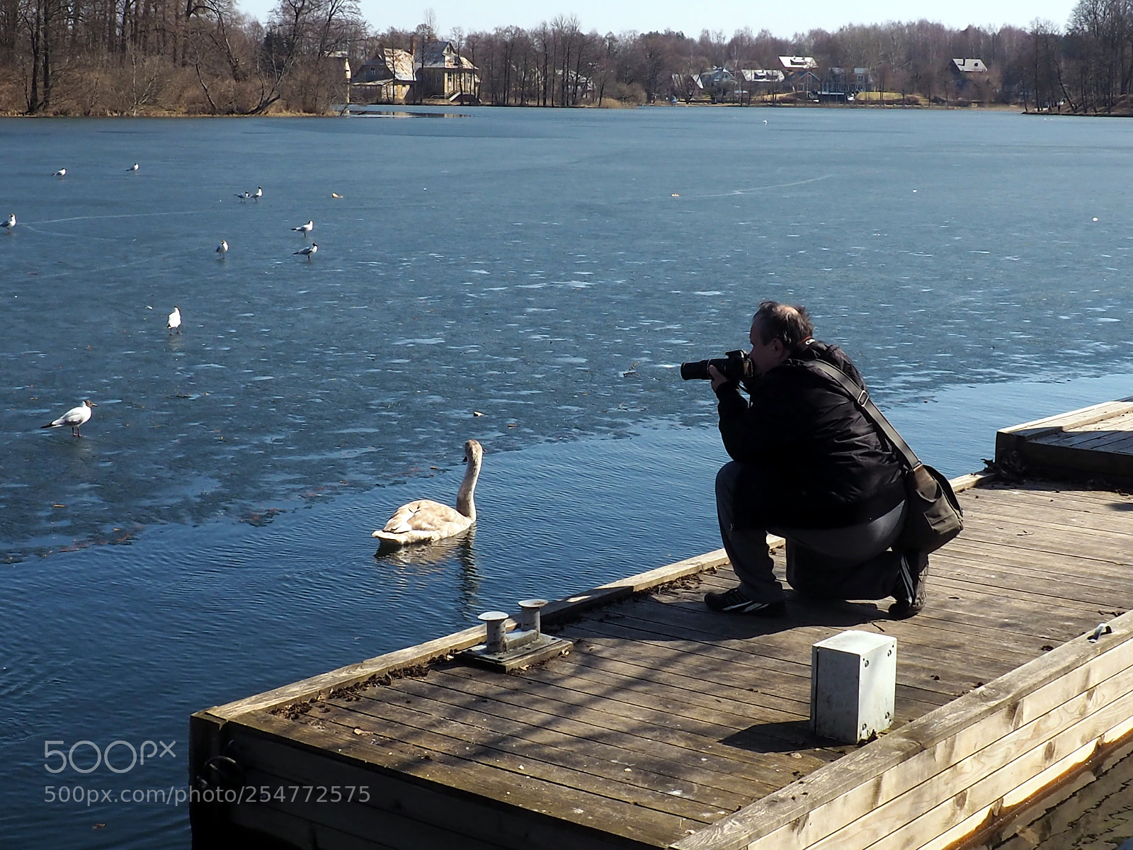 Olympus OM-D E-M10 II sample photo. Swans lake photography