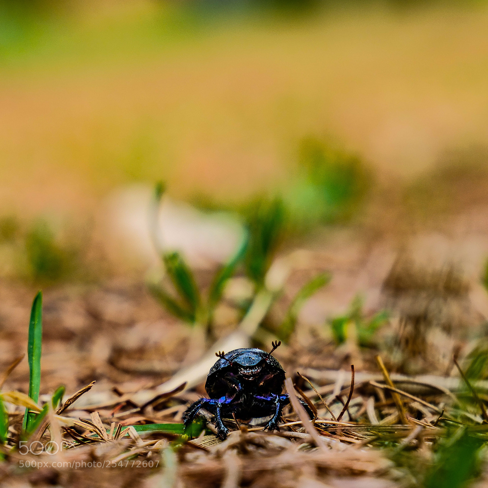 Panasonic Lumix DC-G9 sample photo. Hey buddy photography