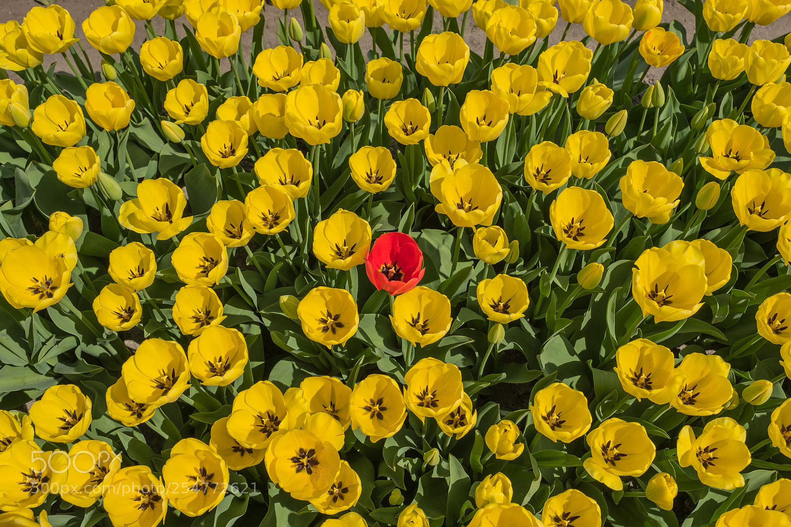 Fujifilm X-T2 sample photo. Flowers photography