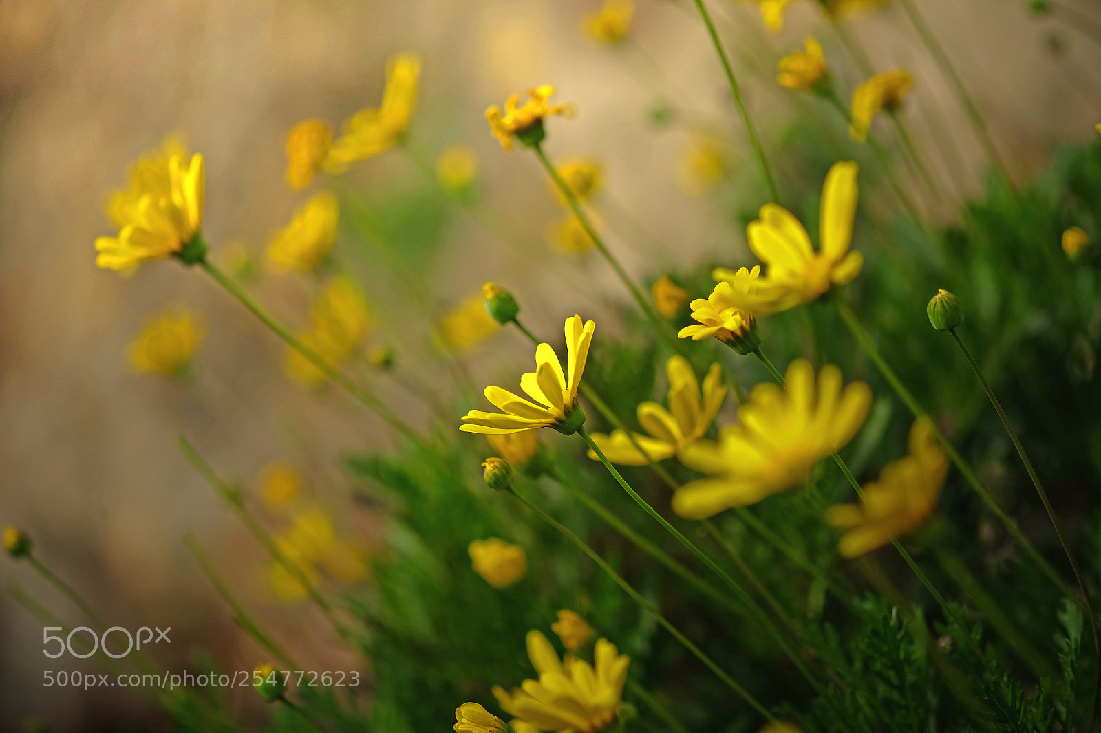 Fujifilm X-T1 sample photo. Daisy flower photography